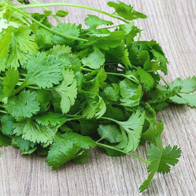 Fresh coriander / coriander