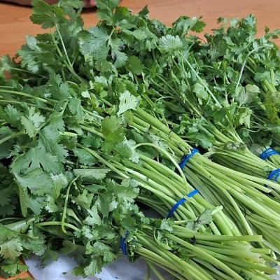 Coriander