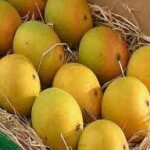 Pakistan Mango (pack of 4or5)